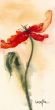 Reprodukce - Květiny - Tulipe II