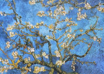 Reprodukce - MU - Moderní umění - Almond Blossom San Remy 1890, Vincent van Gogh