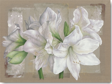 Reprodukce - Tisk na plátno - Amaryllis Blanc, Virginie Cadoret
