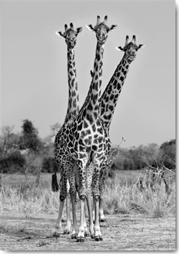 Reprodukce - Tisk na plátno - Giraffes Three, Xavier Ortega
