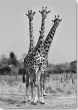 Reprodukce - Tisk na plátno - Giraffes Three