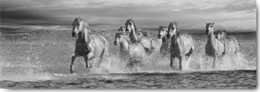 Reprodukce - Tisk na plátno - Horses Running at the Beach, Jorge Llovet
