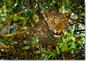 Reprodukce - Tisk na plátno - Leopard Camouflage, Xavier Ortega