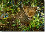 Reprodukce - Tisk na plátno - Leopard Camouflage