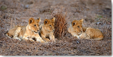 Reprodukce - Tisk na plátno - Lions Cub, Xavier Ortega