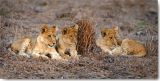 Reprodukce - Tisk na plátno - Lions Cub