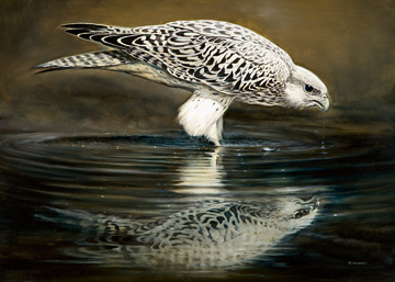 Reprodukce - Zvířata - Drinking Falcon, Renato Casaro