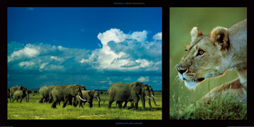 Reprodukce - Zvířata - Elephants and Lioness, Michel et Christine Denis-Huot