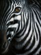 Reprodukce - Zvířata - Zebra I