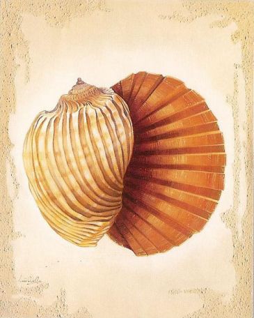 Lastura - Harp Shell, Leon Wells