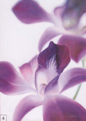 Obrazy  APJ Purple Orchid I, Annemarie Peter-Jaumann