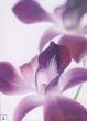 Obrazy  APJ Purple Orchid I