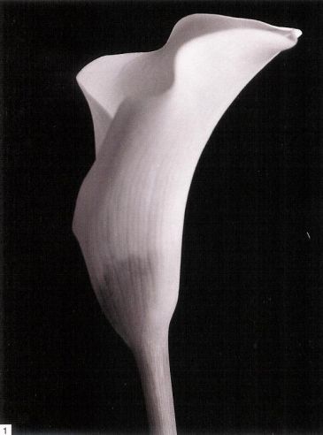 Obrazy  HM Monochrome Calla, Helen Maynard