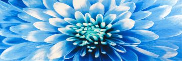 Obrazy na skle 30x90 - Modrá květina