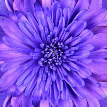 Obrazy na skle 50x50 - Fialová květina
