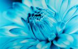 Obrazy na skle 60x40 - Modrá květina
