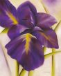 Obrazy  Purple Blossom I