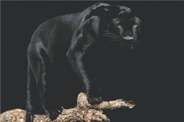 Plakáty / Black Panther