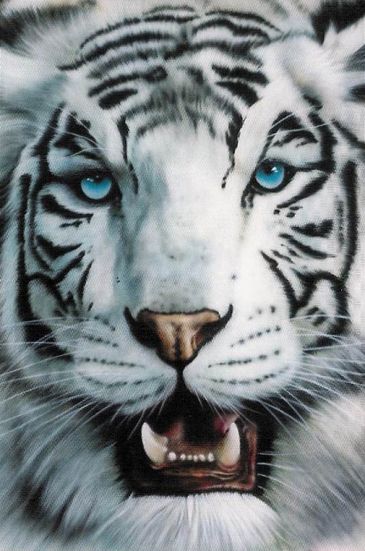 Plakáty / Tigre Blanco