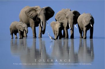 Plakáty / Tolerance