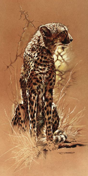 Reprodukce - Exclusive - Cheetah, Renato Casaro