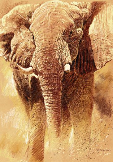 Reprodukce - Exclusive - Elefant Study, Renato Casaro