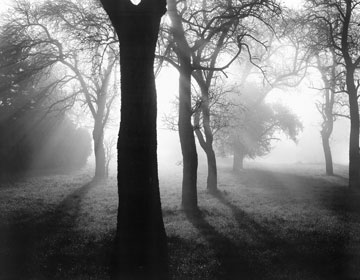 Reprodukce - Fotografie - Bäume im Nebel I, Tom Weber