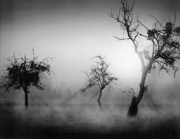 Reprodukce - Fotografie - Bäume im Nebel II, Tom Weber