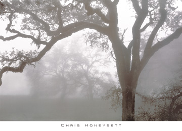 Reprodukce - Fotografie Krajin - Oaks in Fog, Mendocino, Chris Honeysett
