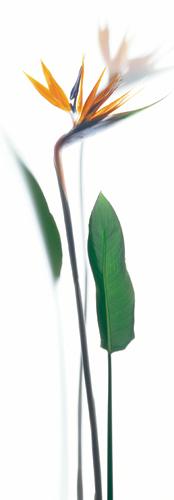 Reprodukce - Fotografie - Kv / Strelitzia reginae, Richard Fischer
