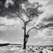 Reprodukce - Fotografie - Lone Tree 2. Peak Districk, England