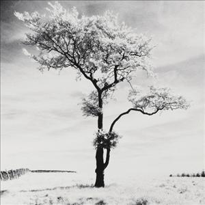 Reprodukce - Fotografie - Lone Tree 3. Peak Districk, England, Dave Butcher