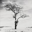 Reprodukce - Fotografie - Lone Tree 3. Peak Districk, England