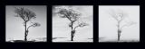 Reprodukce - Fotografie - Lone Trees
