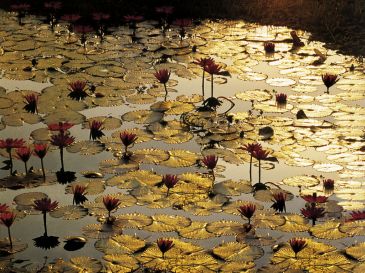 Reprodukce - Fotografie - Lotus Pond, Bruno Baumann