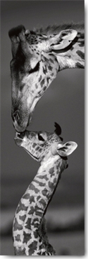 Reprodukce - Fotografie - Masai mara Giraffes, Marilyn Parver