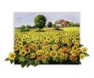Reprodukce - Krajinky - Filed with Sunflowers