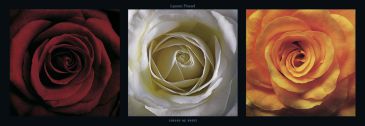 Reprodukce - Květiny - Coers de roses, Laurent Pinsard