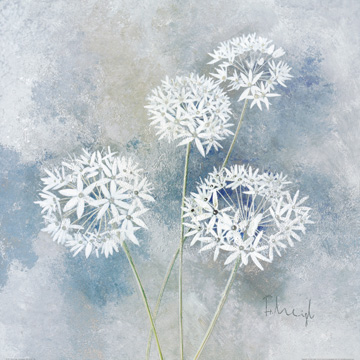Reprodukce - Květiny - Enchanted II, Franz Heigl