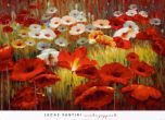 Reprodukce - Květiny - Meadow Poppies II