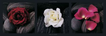 Reprodukce - Květiny - Roses on stones, Laurent Pinsard