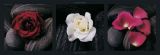 Reprodukce - Květiny - Roses on stones