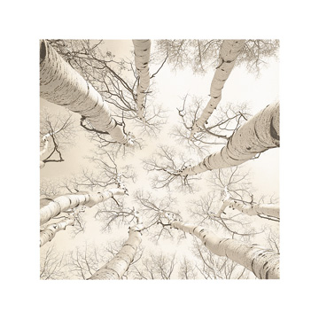 Reprodukce - Květiny - Silver Birch, Adam Brock