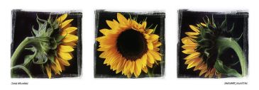 Reprodukce - Květiny - Sunflower Collection, Ilona Wellmann