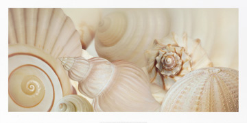 Reprodukce - Plakáty - Shells I, Jan Lens