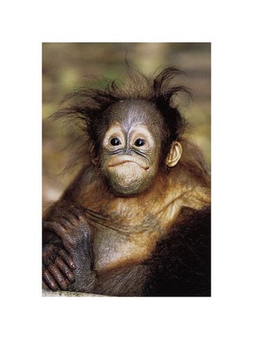 Reprodukce - Příroda - Baby Orangutan, Steve Bloom