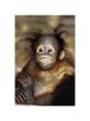 Reprodukce - Příroda - Baby Orangutan