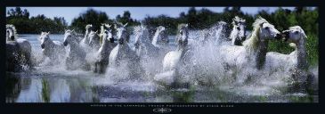 Reprodukce - Příroda - Horses in the Camargue, Steve Bloom