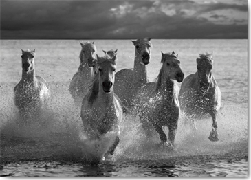 Reprodukce - Tisk na plátno - Horses Landing at the Beach, Jorge Llovet