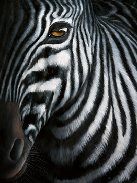 Reprodukce - Zvířata - Zebra I, Jutta Plath